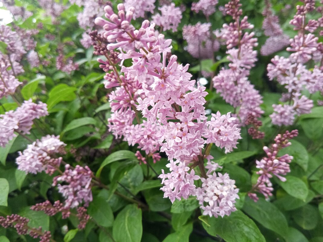 Сирень - Сапсан 