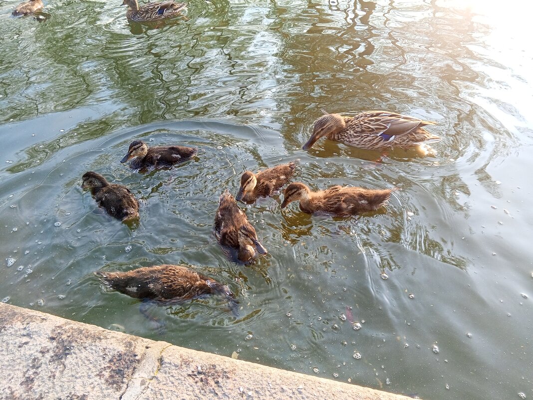 Утята - Сапсан 