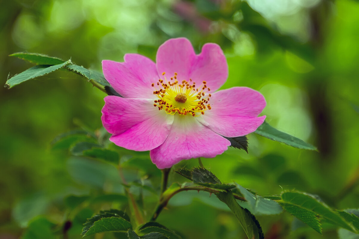 ** - Виталий Емельянов