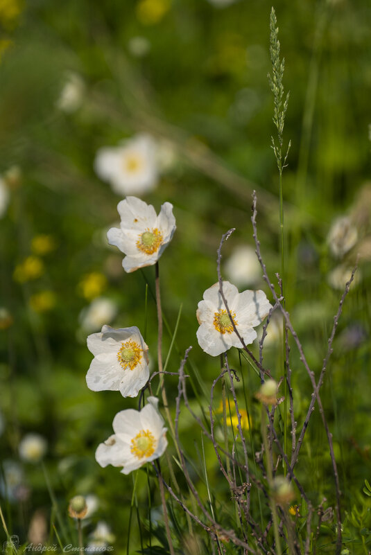 Белые цветы - Андрей + Ирина Степановы Белые цветы - Андрей + Ирина Степановы