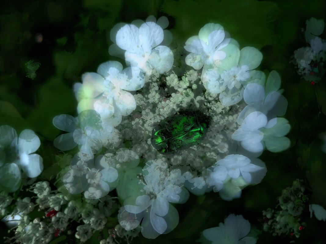 "Золотой жук". - Журавлев Владимир 