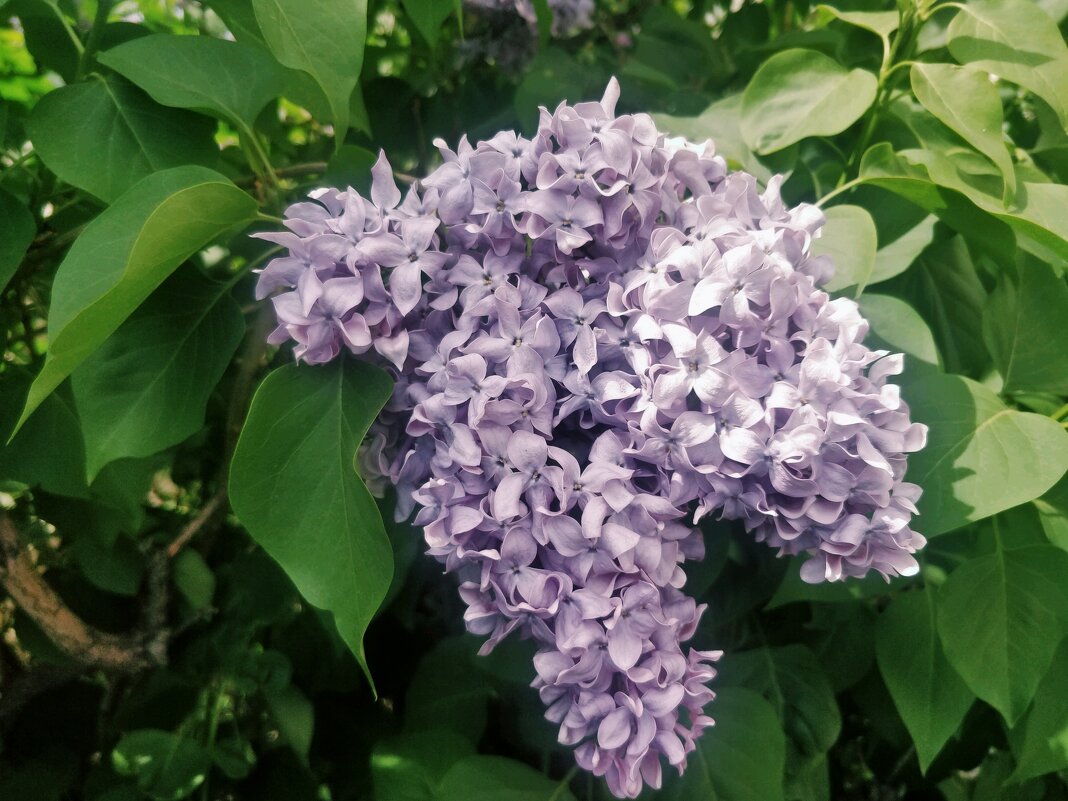 Кипит сирень - Андрей Хлопонин Кипит сирень - Андрей Хлопонин