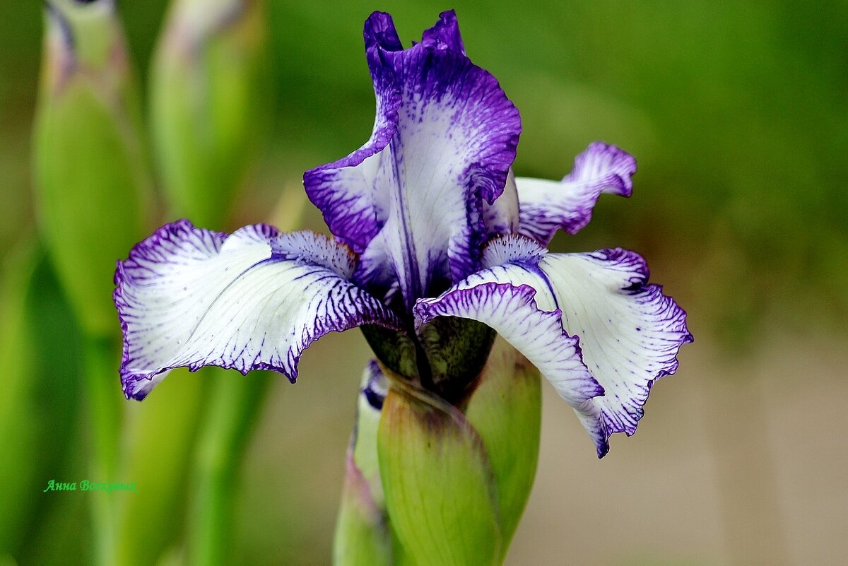 Ирис из моей коллекции. - Восковых Анна Васильевна Ирис из моей коллекции. - Восковых Анна Васильевна