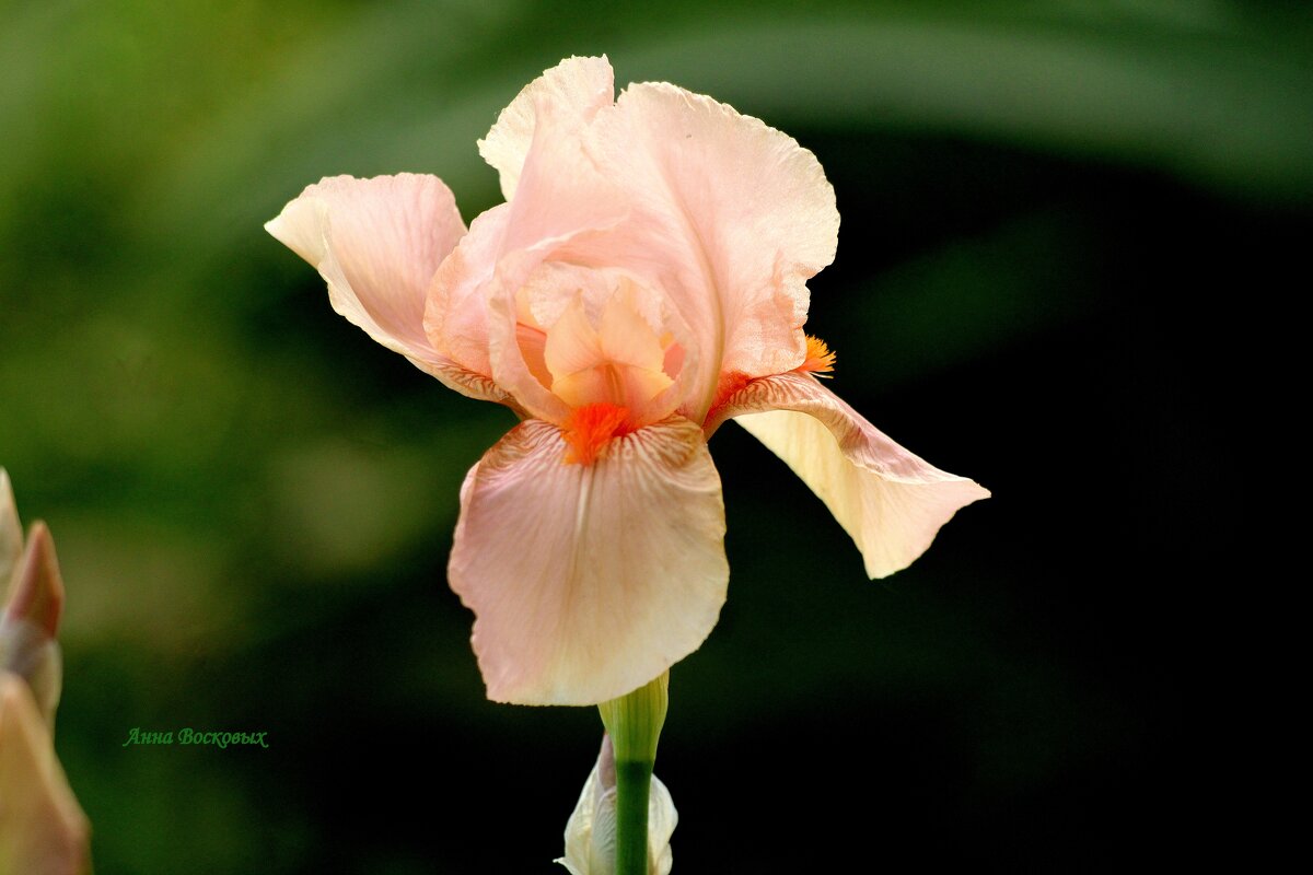Бежевый ирис. - Восковых Анна Васильевна 