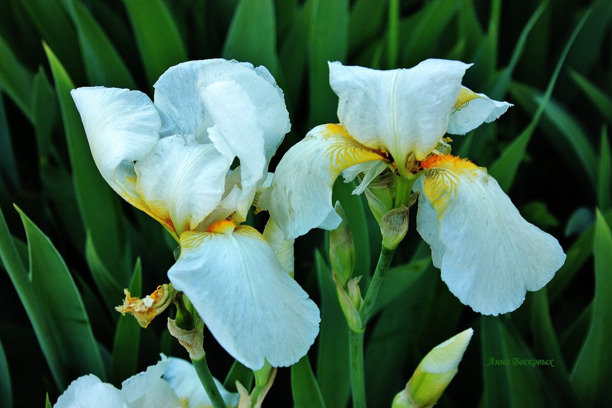 Белые ирисы. - Восковых Анна Васильевна Белые ирисы. - Восковых Анна Васильевна