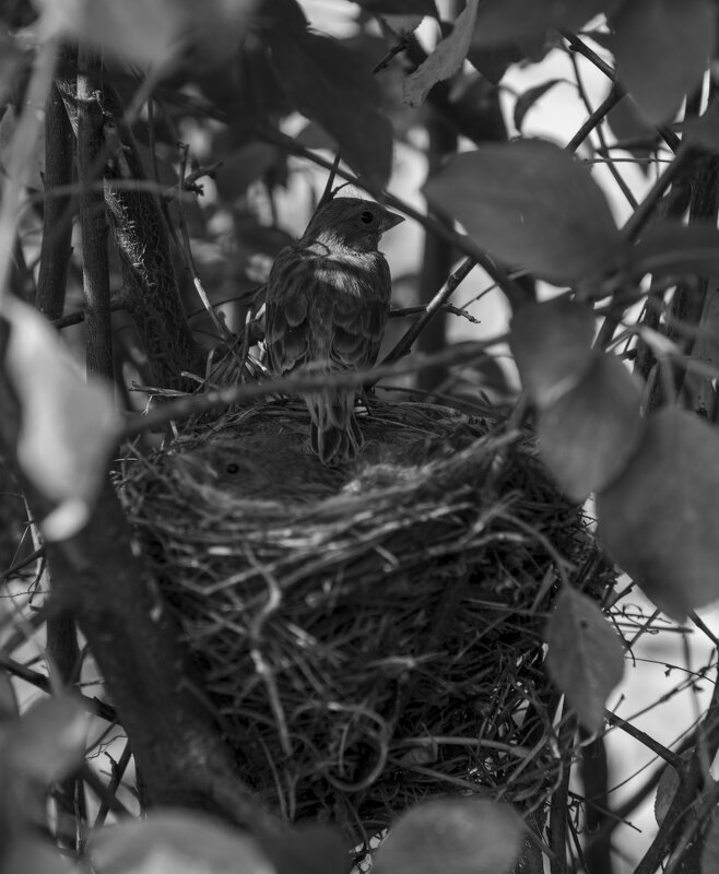 Обыкновенная овсянка - Константин Сафронов Обыкновенная овсянка - Константин Сафронов