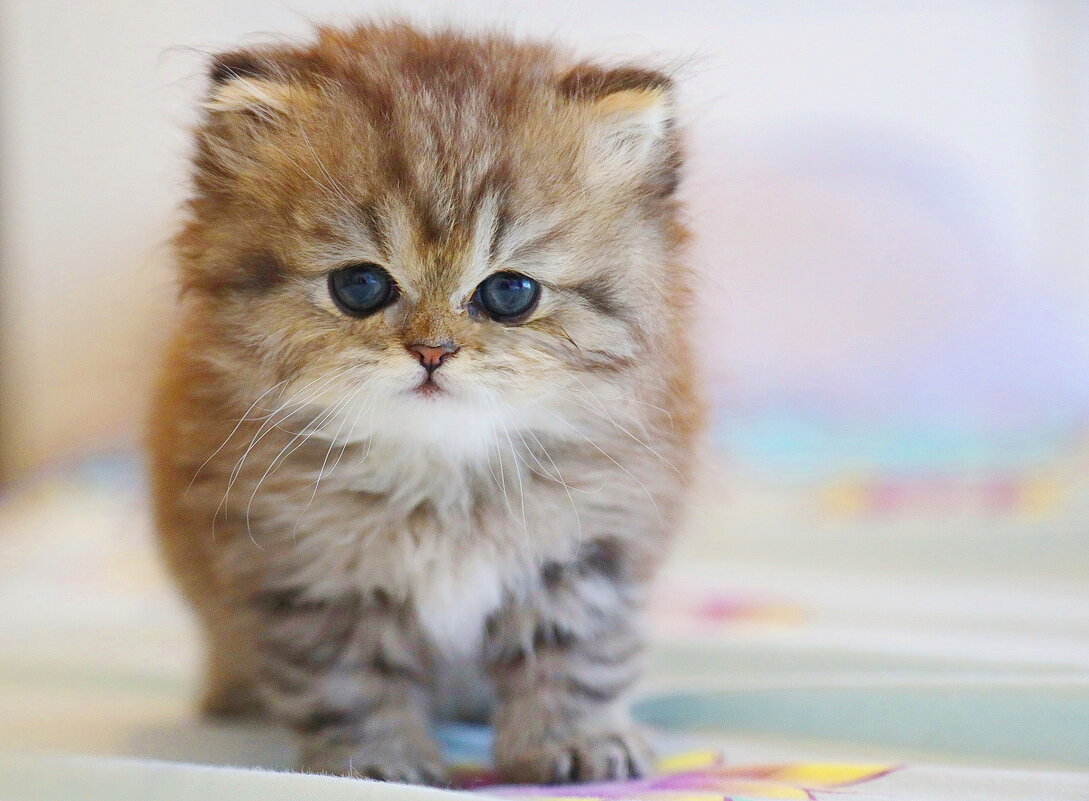 Золотая перс - шиншилла. - Оля Богданович