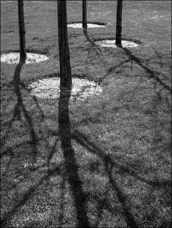 Четыре дерева - **** vedin