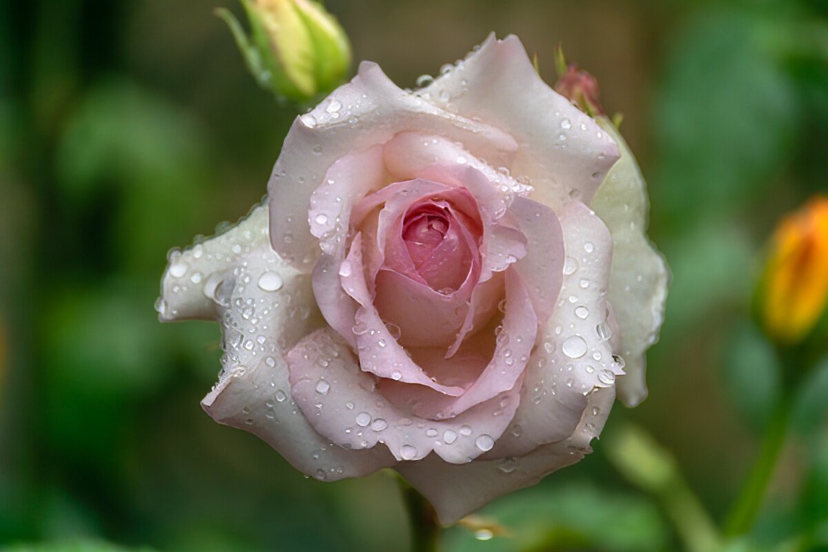 Роза - Игорь Сикорский