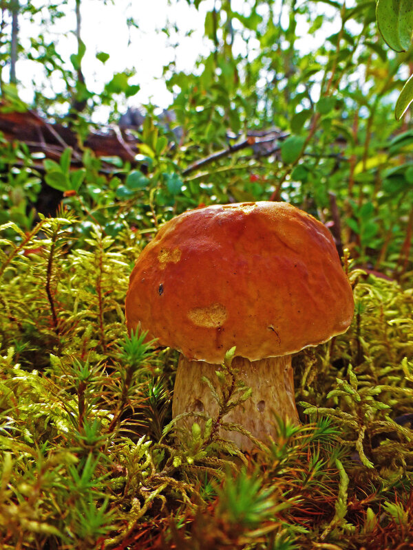 Июль...Первый боровик! - Владимир Июль...Первый боровик! - Владимир