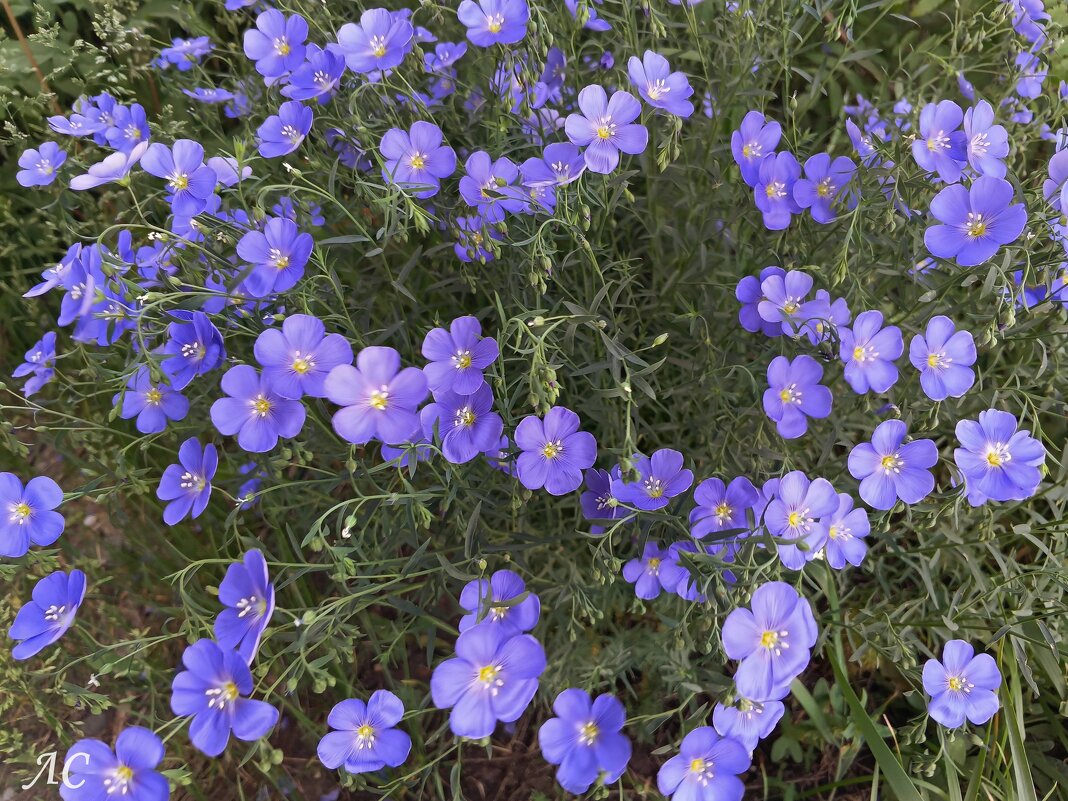 Лён многолетний - Любовь Сахарова Лён многолетний - Любовь Сахарова