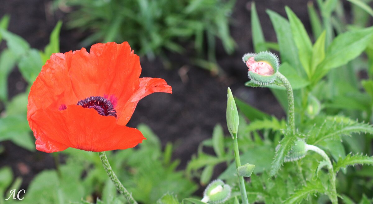 Восточный мак - Любовь Сахарова