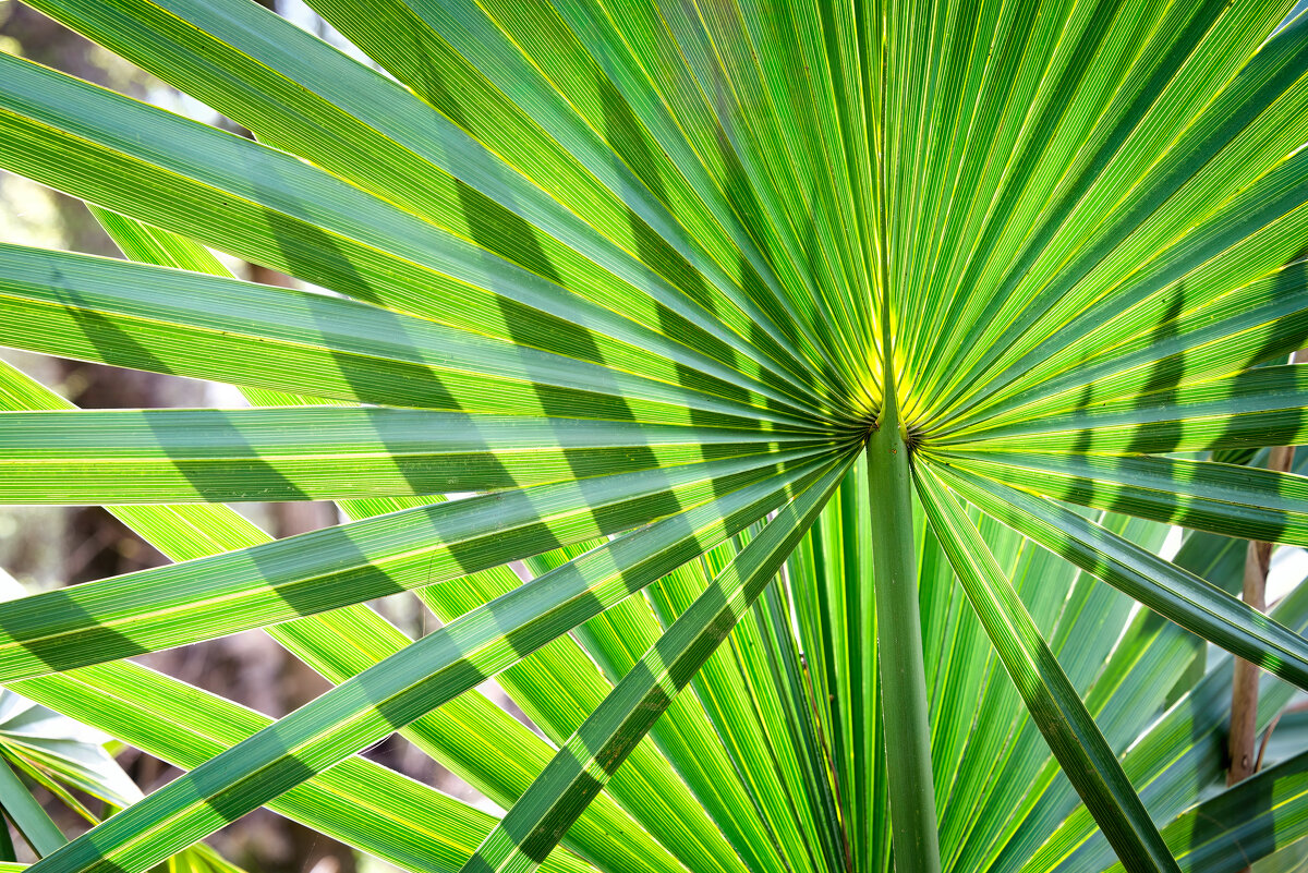 Веерная пальма - **** vedin Веерная пальма - **** vedin