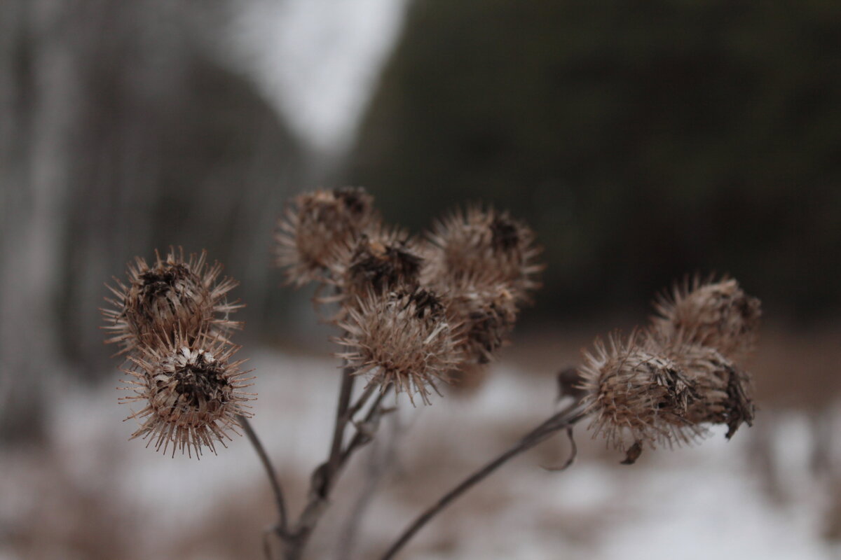 чертополох - Андрей Петренко