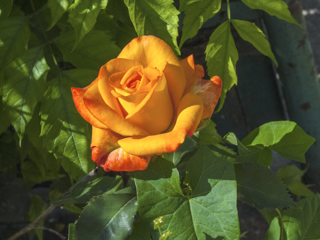 Оранжевая роза - Валентин Семчишин