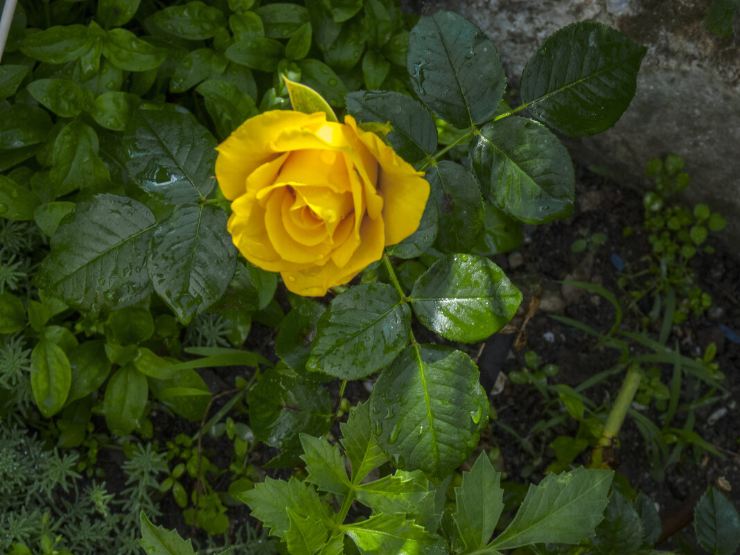 Жёлтая роза - Валентин Семчишин