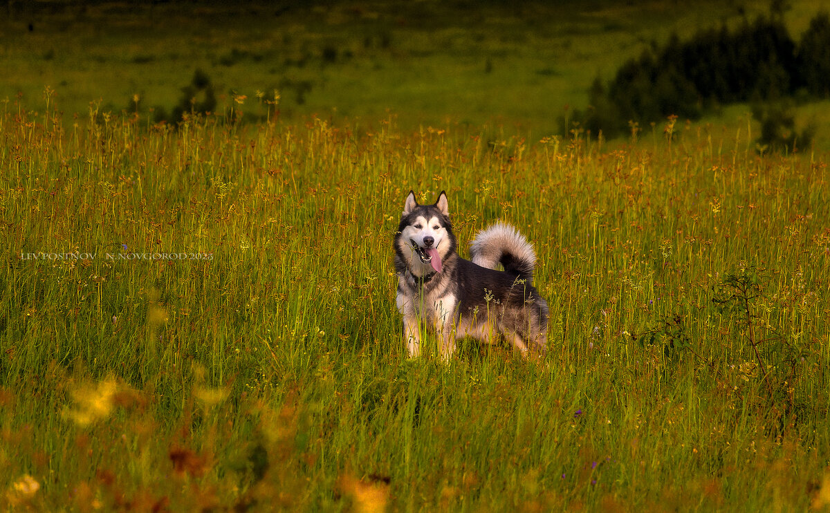 Ярик. - leff Postnov