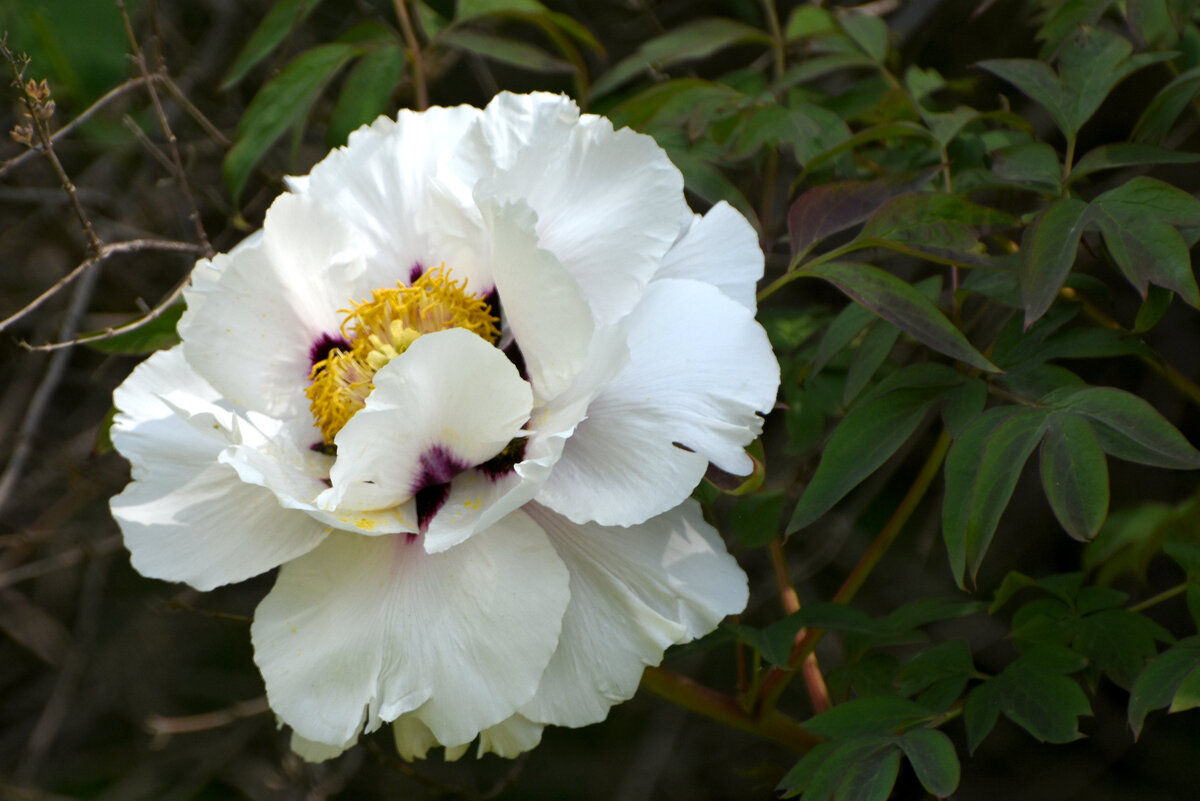 Весна в Аптекарском... - Наташа ***** Весна в Аптекарском... - Наташа *****