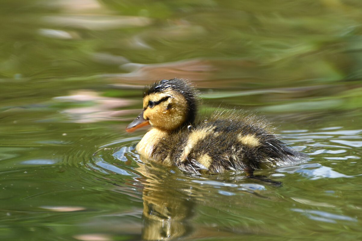 Весна в Аптекарском... - Наташа ***** Весна в Аптекарском... - Наташа *****
