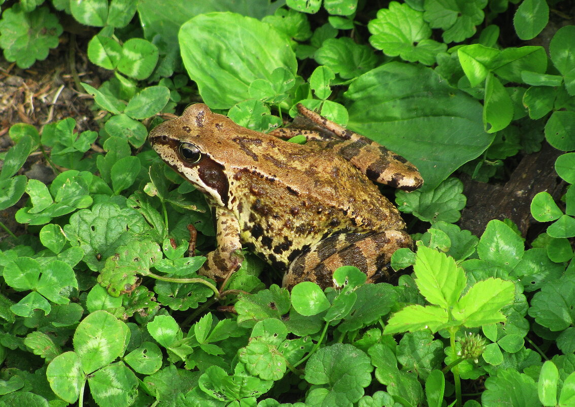 Лягва - Людмила Смородинская Лягва - Людмила Смородинская
