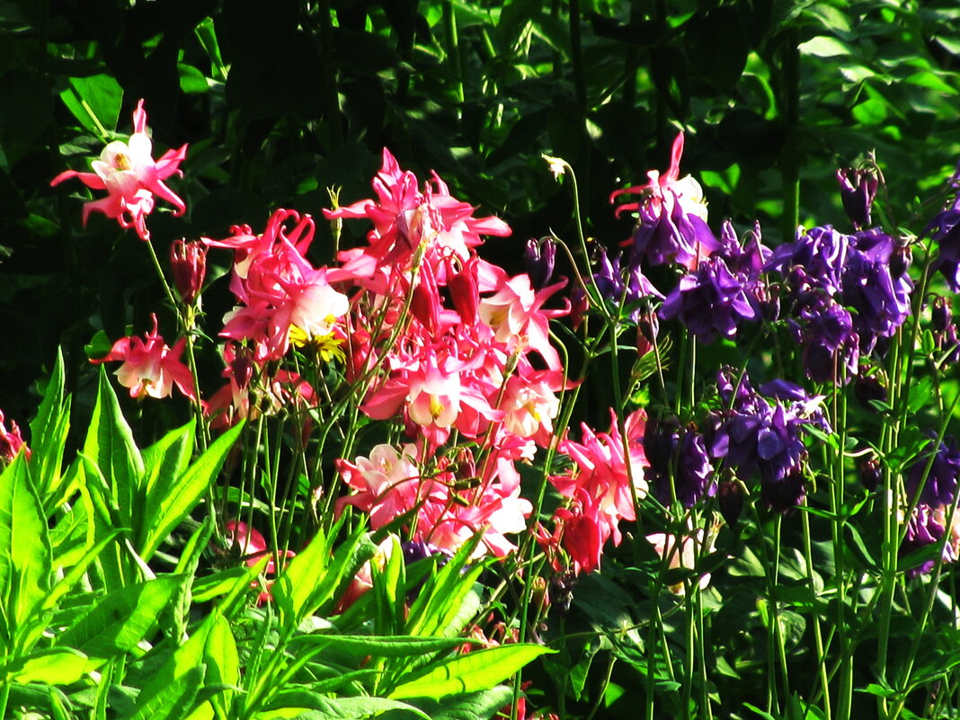 В саду - Людмила Смородинская В саду - Людмила Смородинская