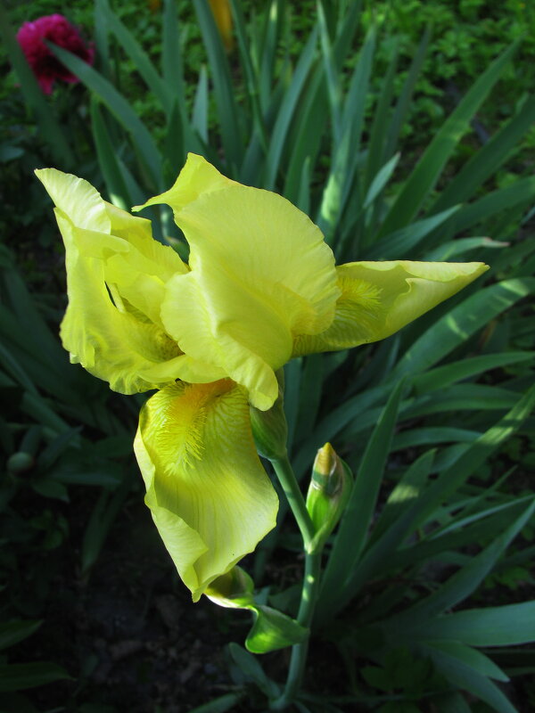 Солнечный красавчик - Людмила Смородинская Солнечный красавчик - Людмила Смородинская