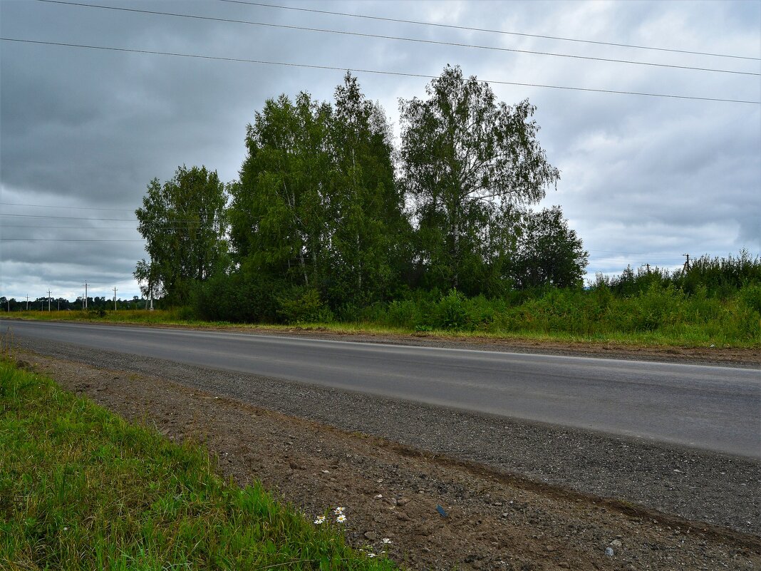 Ядрин. Берёзки перед грозой у дороги северо-западной окраины города. - Пётр Чернега Ядрин. Берёзки перед грозой у дороги северо-западной окраины города. - Пётр Чернега