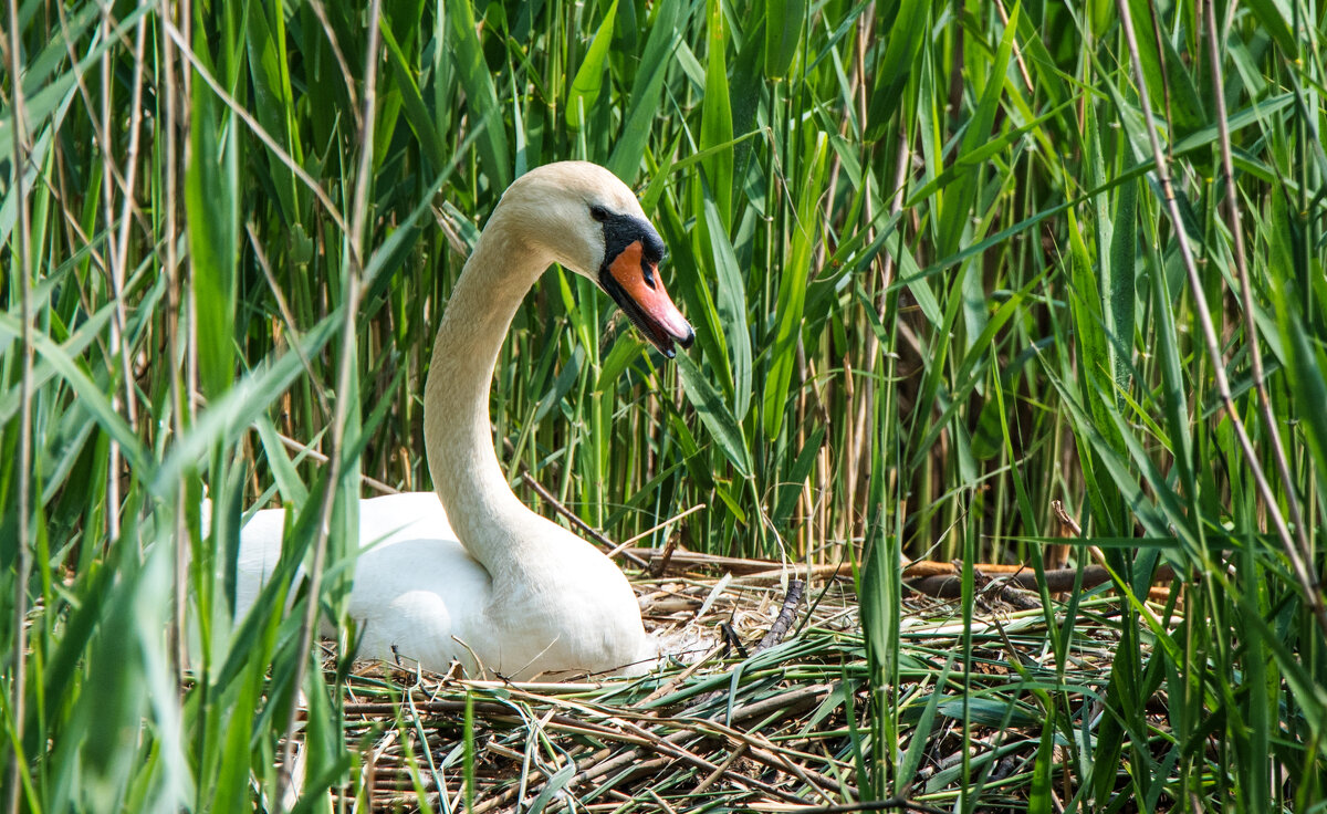 Гнездо. - Владимир Безбородов Гнездо. - Владимир Безбородов