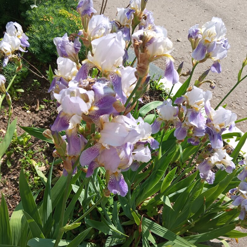 Ирисы - Елена Семигина