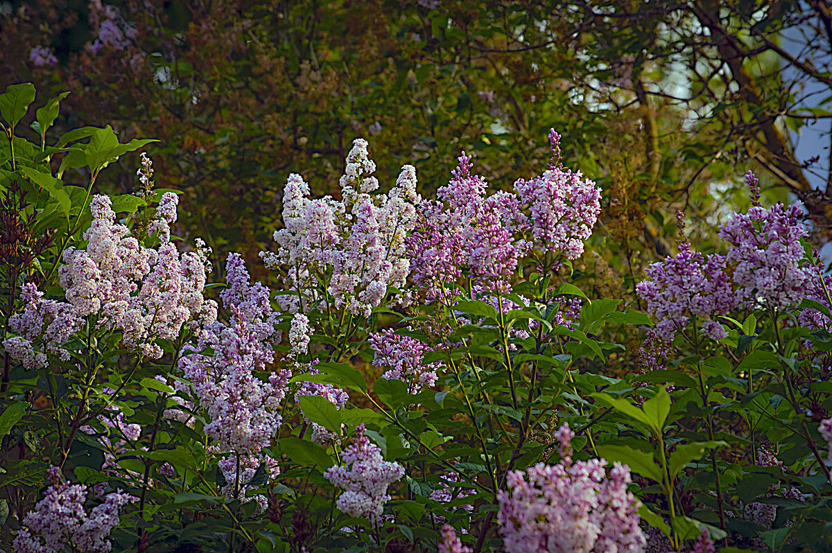 Сирень - Владимир Кроливец Сирень - Владимир Кроливец