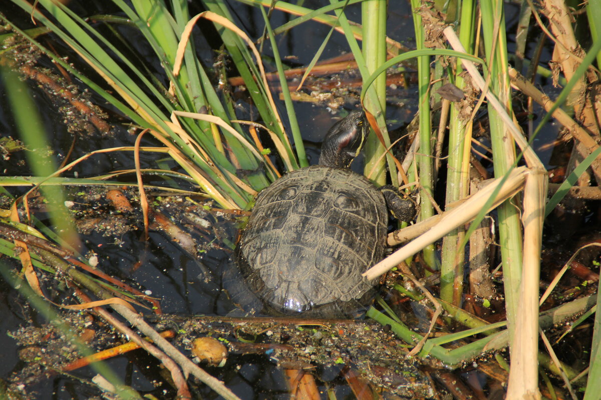 Красноухая пресноводная черепаха - Oleg4618 Шутченко