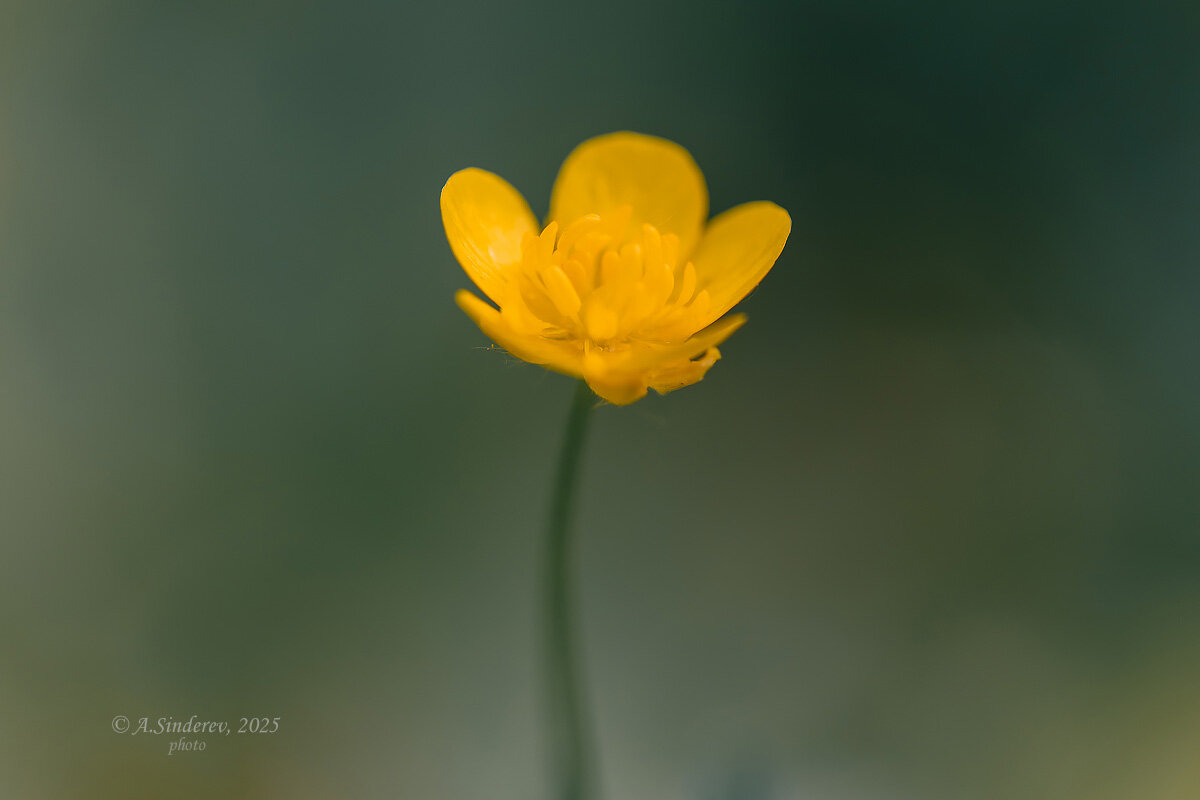 Луговой цветок лютик - Александр Синдерёв