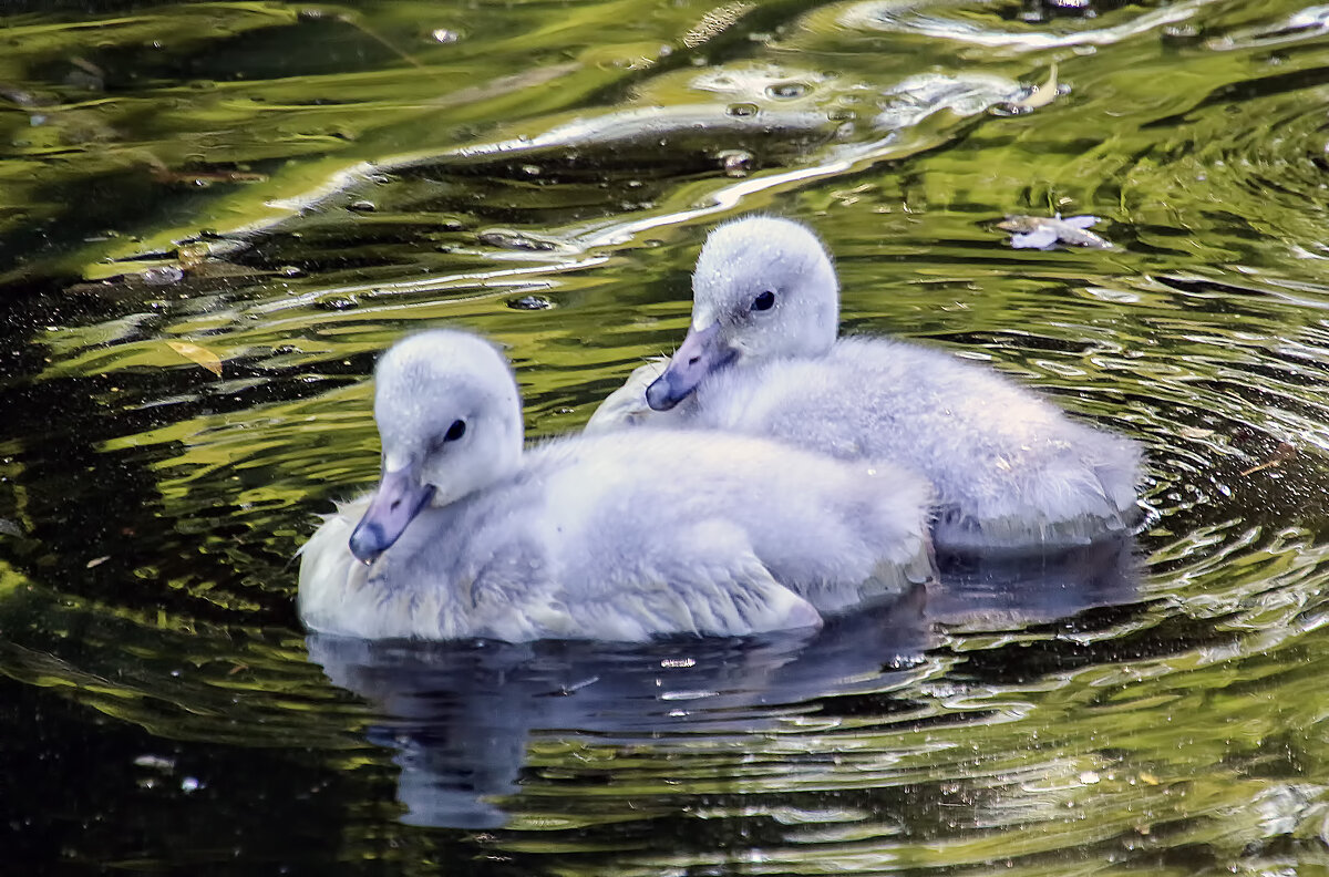 Малыши кликунов - Андроник Александр Малыши кликунов - Андроник Александр