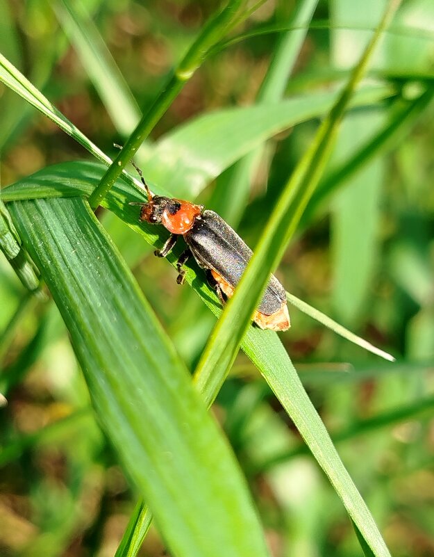 Жук пожарник - светлана льдокова Жук пожарник - светлана льдокова