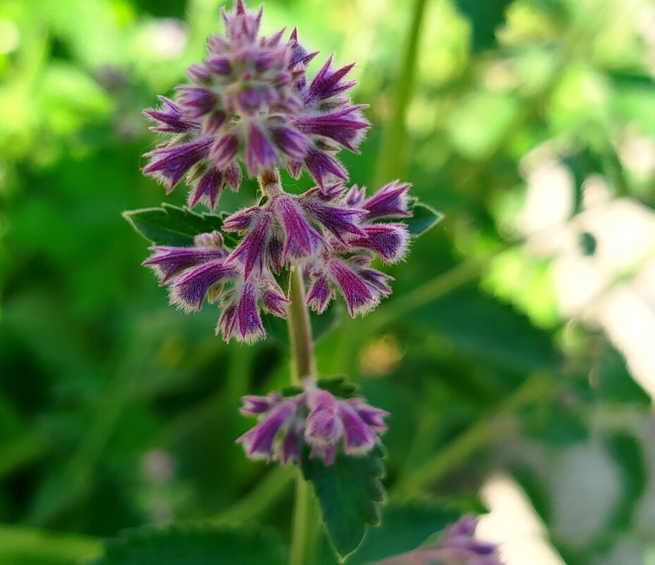 Кошачья трава - светлана льдокова