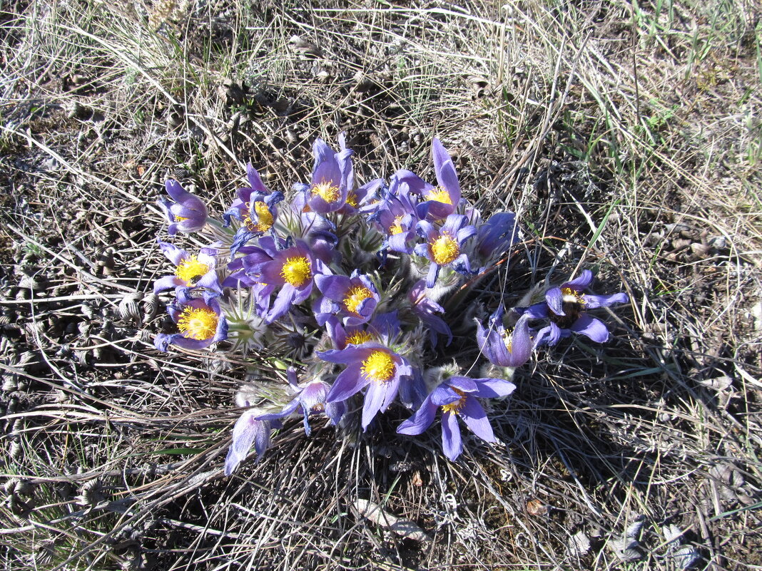 прекрасная сон-трава - Елена Шаламова