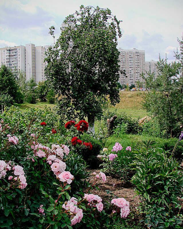 Яблоня на обрыве церковного двора Параскевы... - Анатолий Колосов Яблоня на обрыве церковного двора Параскевы... - Анатолий Колосов