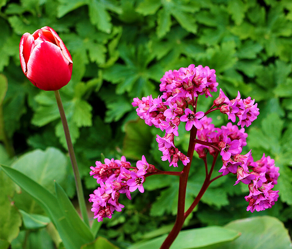 Содружество бадан-тюльпан - Светлана Содружество бадан-тюльпан - Светлана