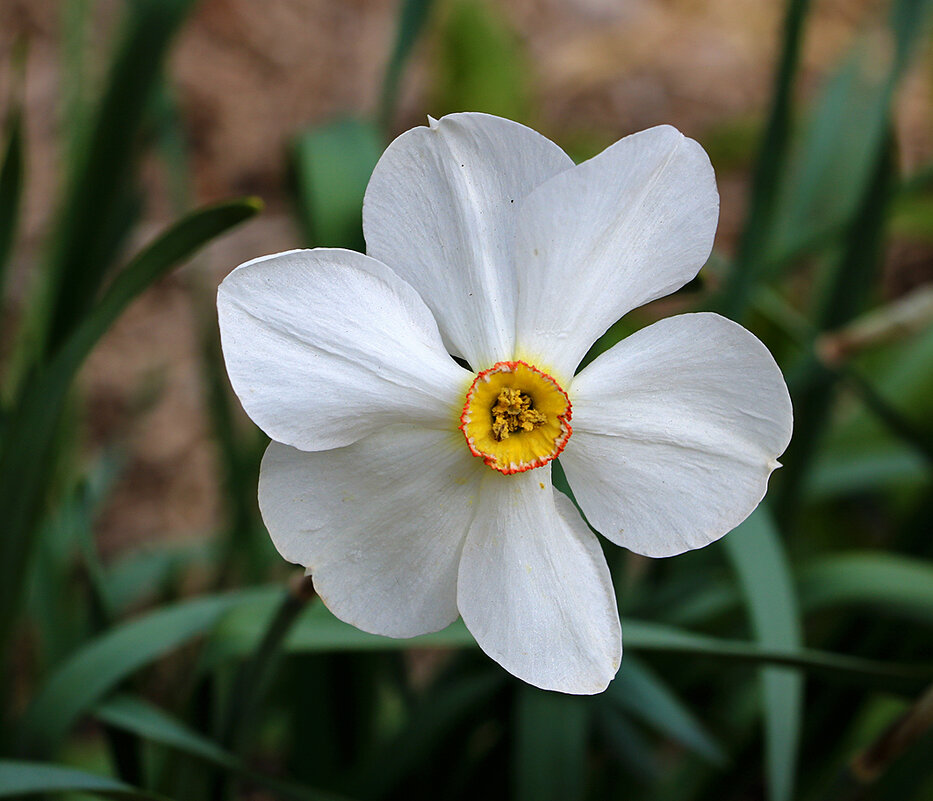 Нарцисс поэтический - Светлана Нарцисс поэтический - Светлана