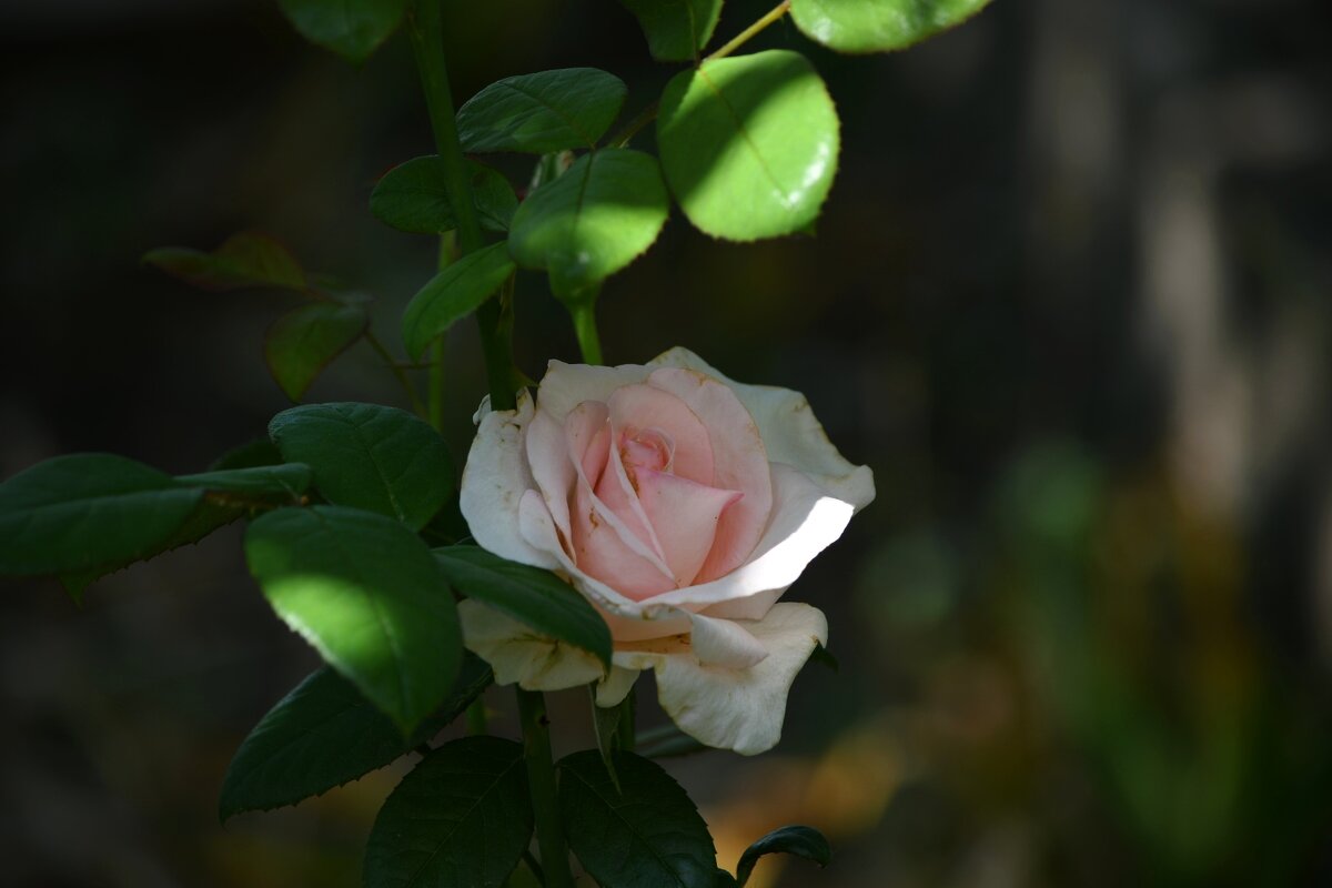 Спрятавшаяся от солнца - Татьяна Евдокимова Спрятавшаяся от солнца - Татьяна Евдокимова