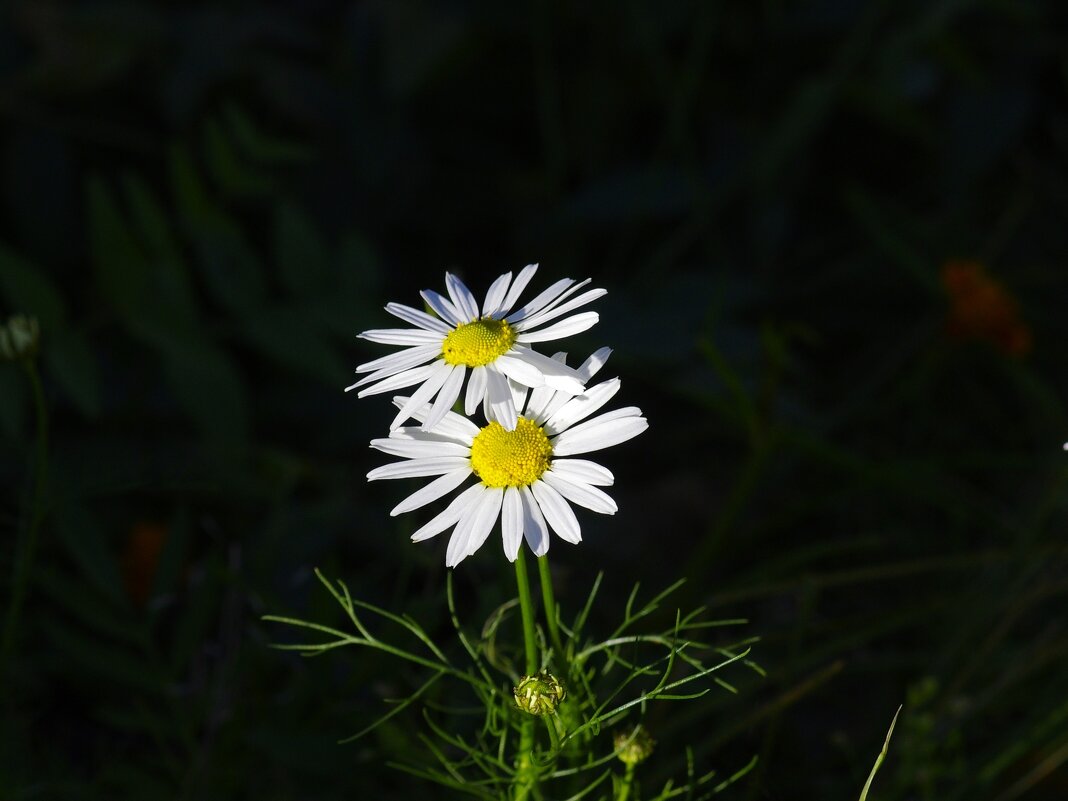Ромашки - Сергей Швечков Ромашки - Сергей Швечков
