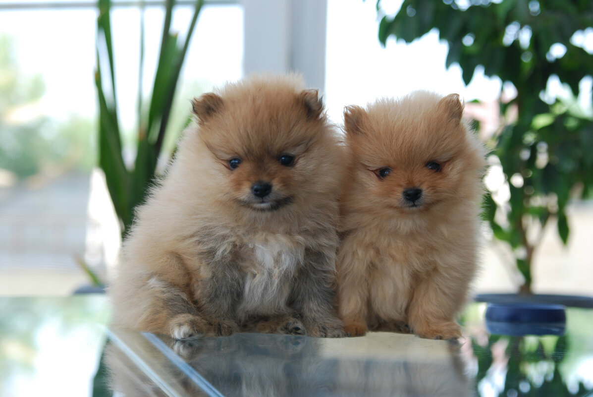 ...Двое из ларца:)) - Рудаков Сергей ...Двое из ларца:)) - Рудаков Сергей