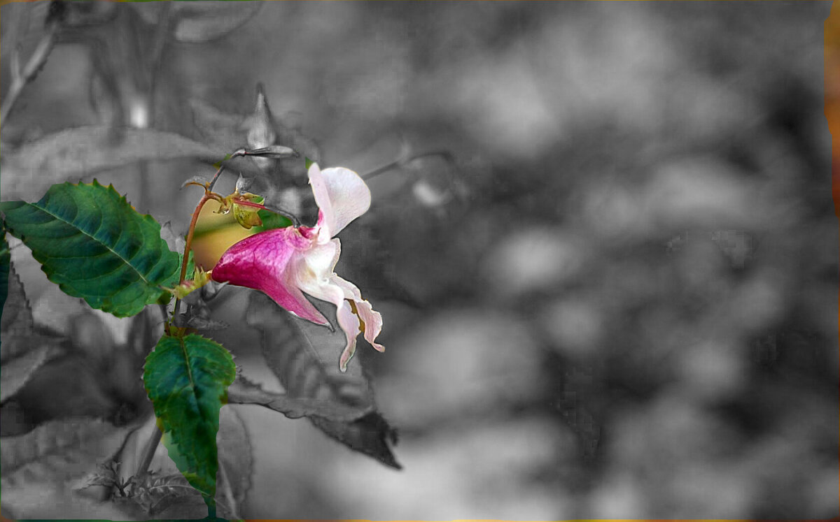 аленький цветочек - Ольга Cоломатина