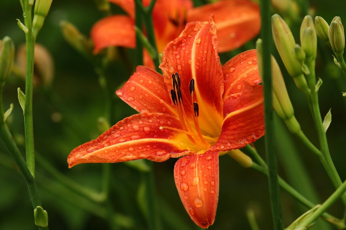 Лилии июня - Юрий. Шмаков Лилии июня - Юрий. Шмаков