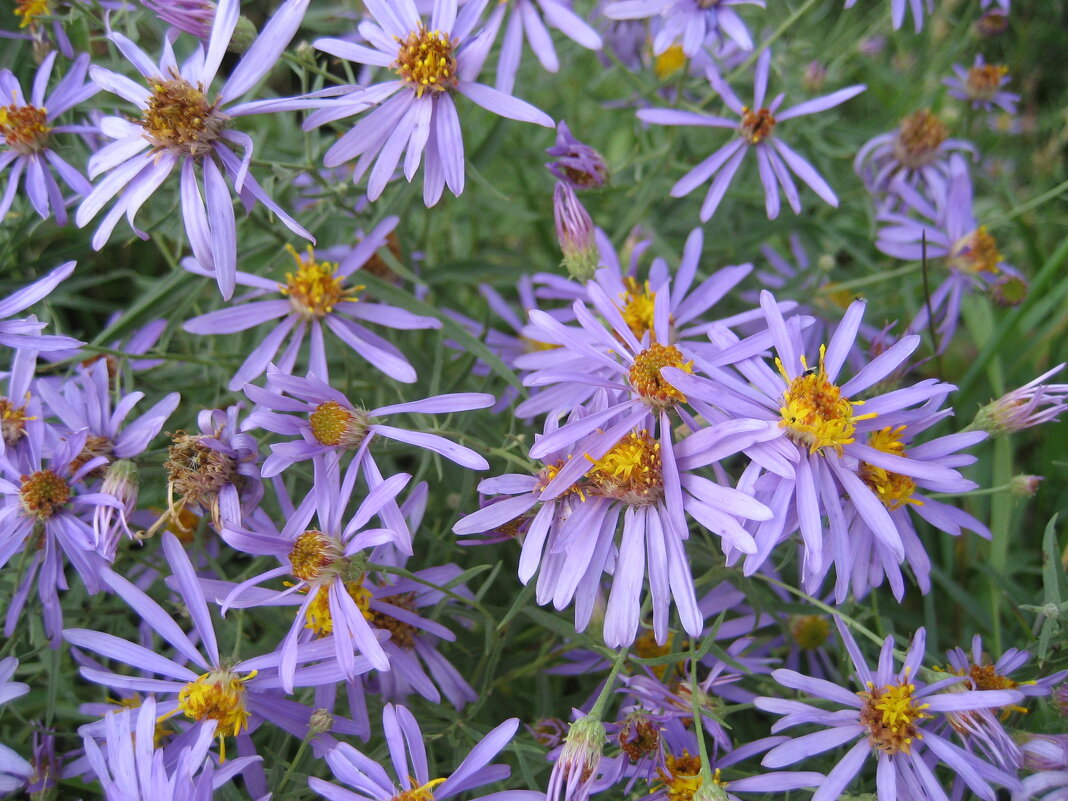 Астра - Anna Ivanova Астра - Anna Ivanova