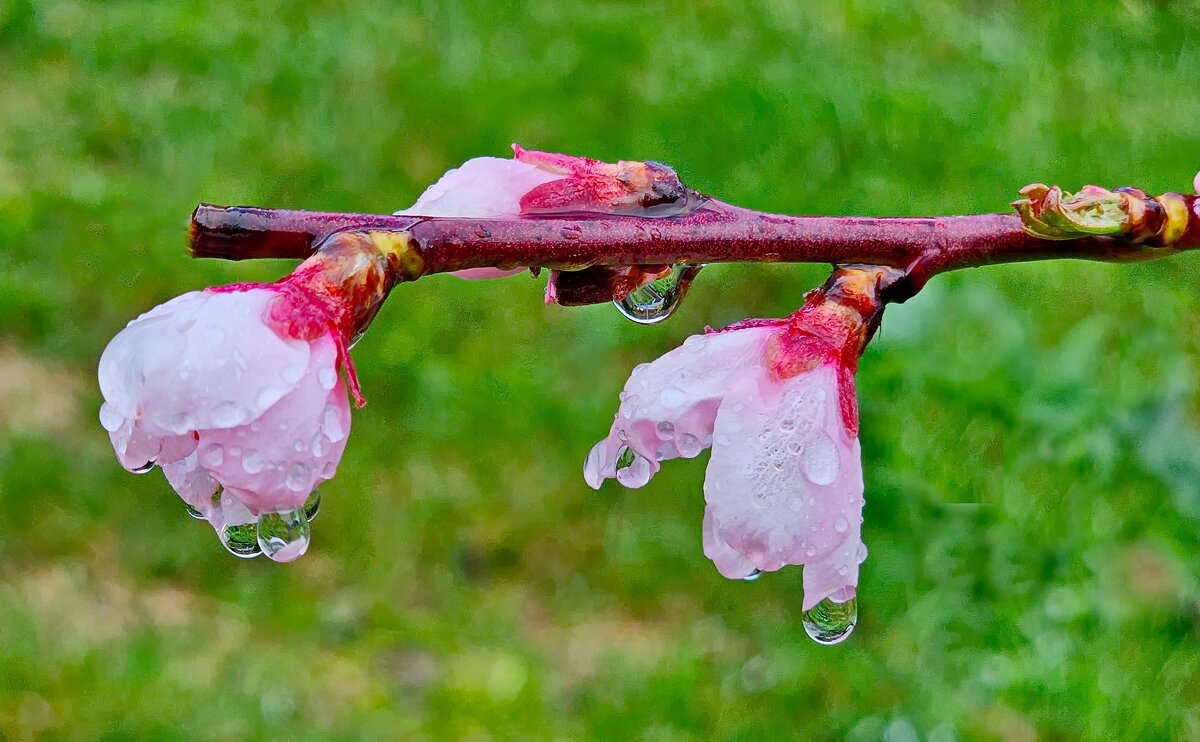 Дождь в горах - Михаил Свиденцов