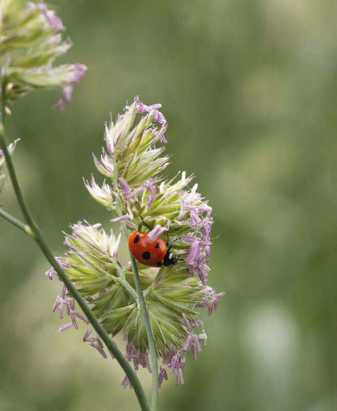 Перекус вверх лапками - LudMila Перекус вверх лапками - LudMila