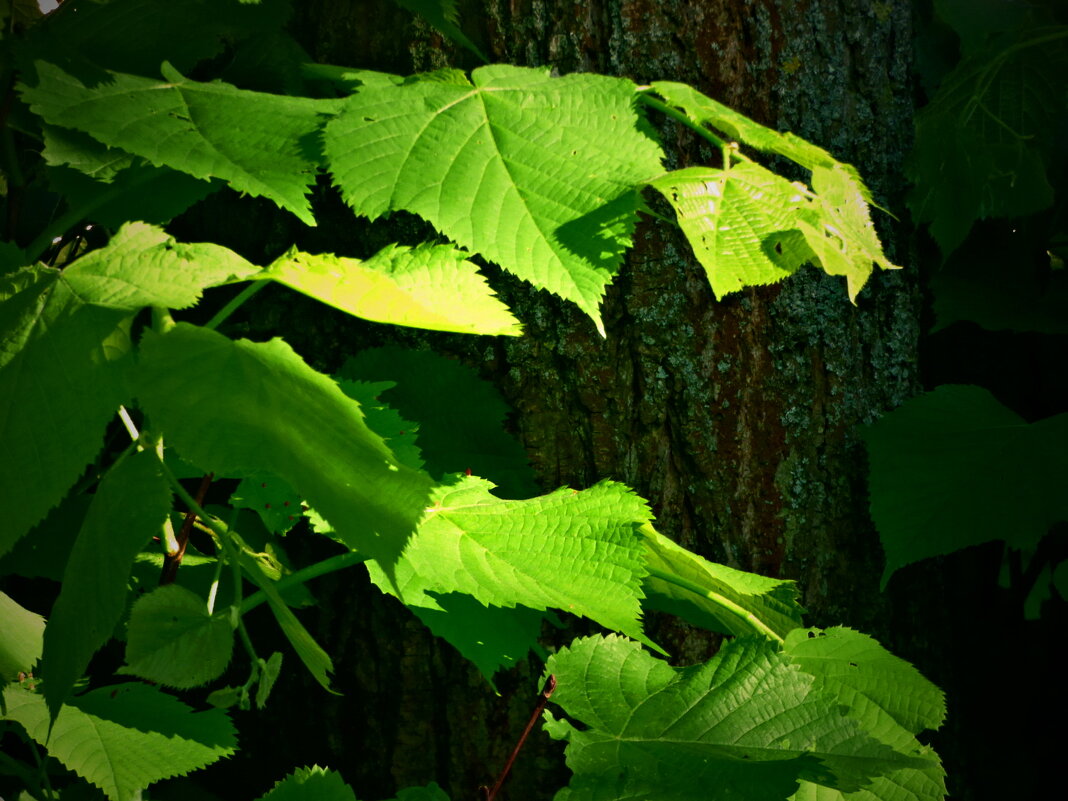 Летние этюды 11 - Алексей Кузнецов