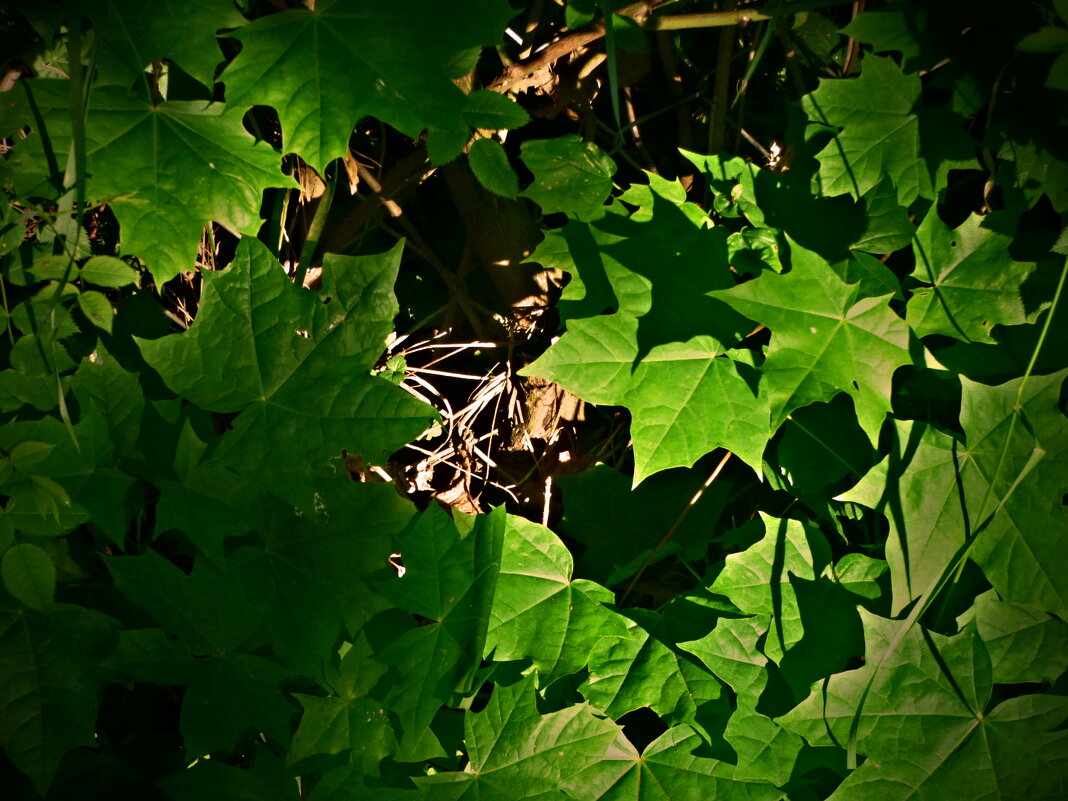 Летние этюды 15 - Алексей Кузнецов