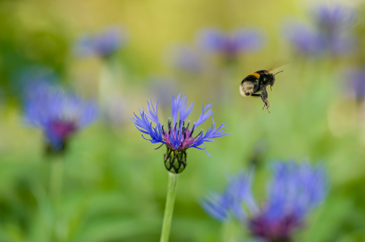 Мёда тут нет.... - Sergey (Apg) Мёда тут нет.... - Sergey (Apg)